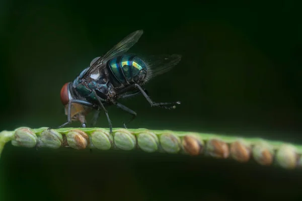 Close Shot Bluebottle Fly — Fotografia de Stock
