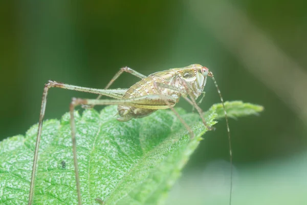 Close Shot Striped Bush Cricket — 스톡 사진