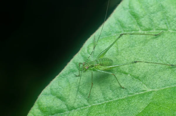 close shot of the striped bush cricket