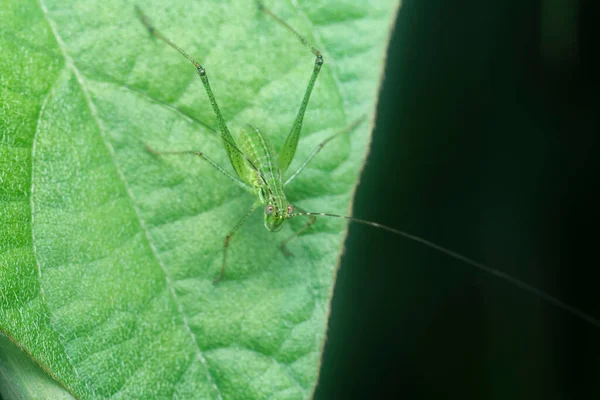 close shot of the striped bush cricket