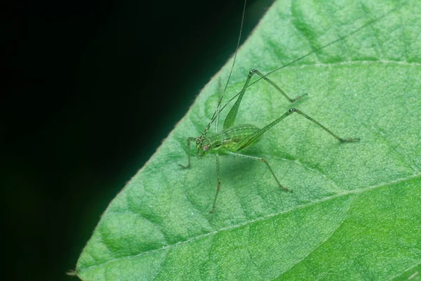 close shot of the striped bush cricket