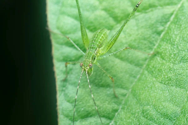 close shot of the striped bush cricket