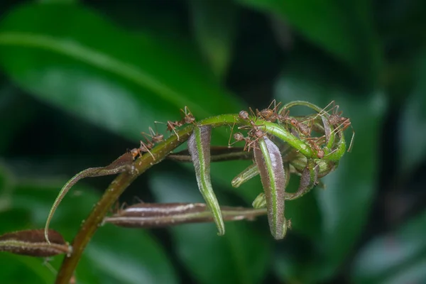 Close Shot Leafcutter Ants Nest — Stock Fotó