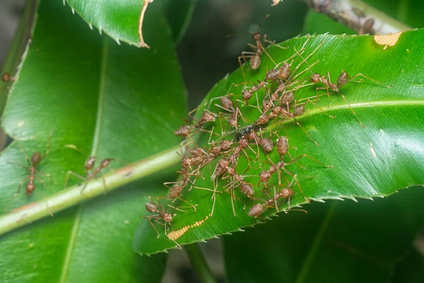 close shot of the leafcutter ants' nest.