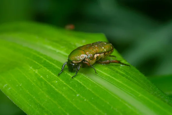 Close Shot Glycyphana Stolata Beetle — Foto de Stock
