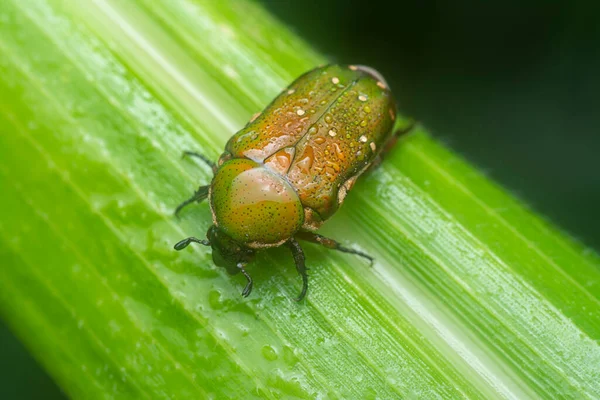 close shot of the glycyphana stolata beetle.