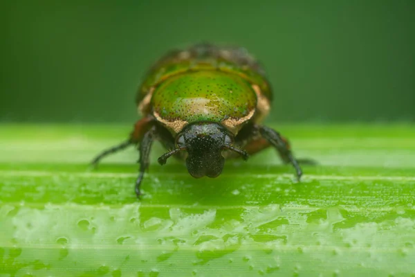 Close Shot Glycyphana Stolata Beetle — Stock Photo, Image