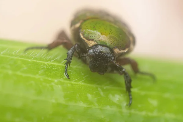 Close Shot Glycyphana Stolata Beetle — Photo