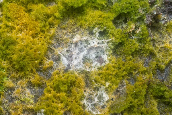 wild mossy growth in the plantation