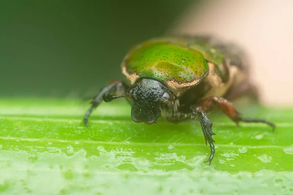 Close Shot Glycyphana Stolata Beetle — Foto de Stock