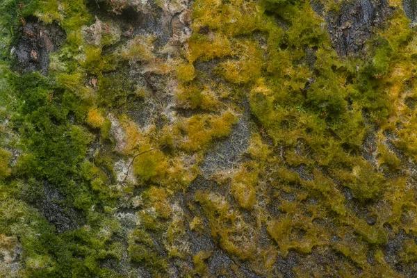 wild mossy growth in the plantation