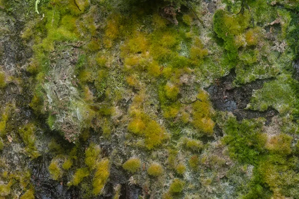 wild mossy growth in the plantation