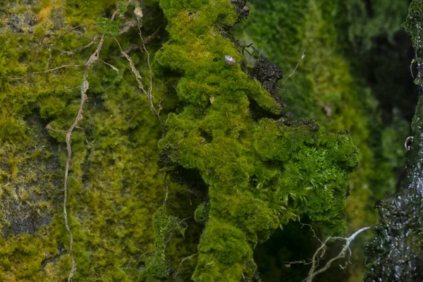 wild mossy growth in the plantation