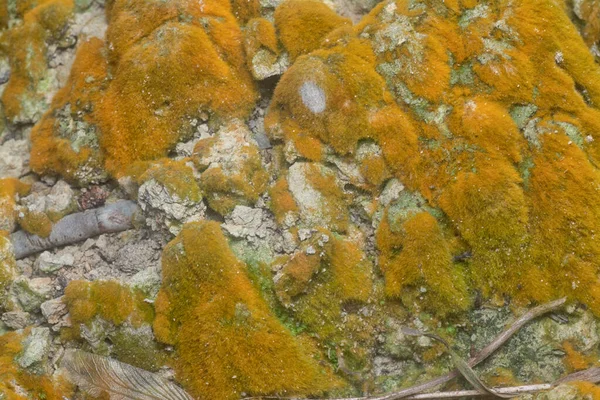 wild mossy growth in the plantation