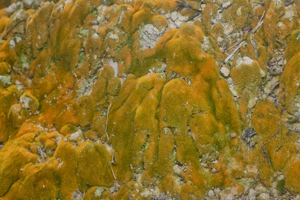 wild mossy growth in the plantation