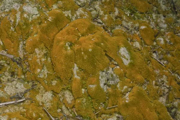 wild mossy growth in the plantation