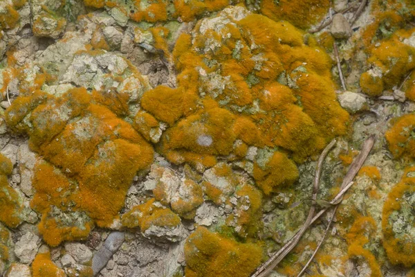 Wild Mossy Growth Plantation — Stock Photo, Image