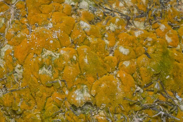 wild mossy growth in the plantation