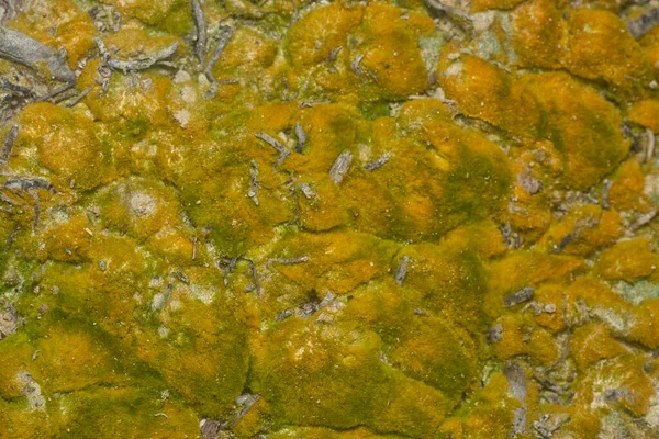 wild mossy growth in the plantation