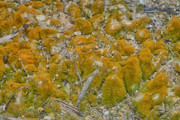 wild mossy growth in the plantation