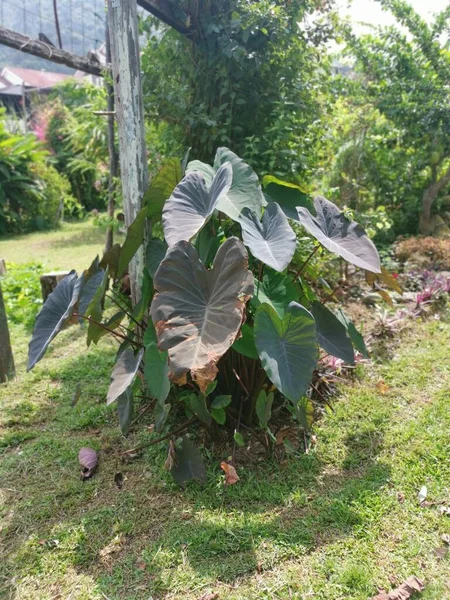 bunch colocasia esculenta growing on the ground
