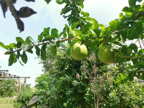 Crescentia Cujete Fruits Hanging Tree — Fotografia de Stock