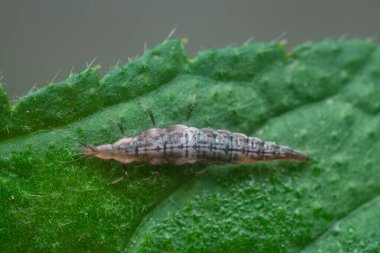 close shot of the lacewing larva