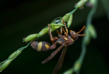 Yaban arısını yakın plan çek.