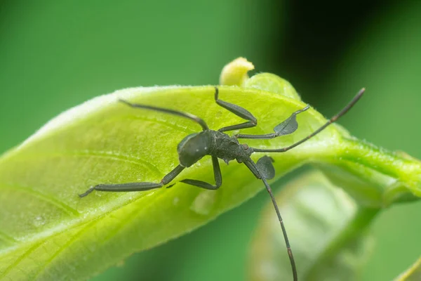 Tiro Cerca Del Insecto Asesino Espinoso —  Fotos de Stock