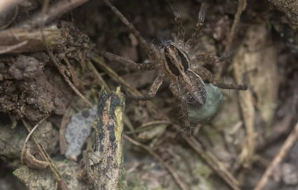 Close Shot Ground Spider — Foto de Stock