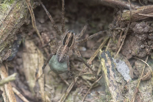 Close Shot Ground Spider — Photo