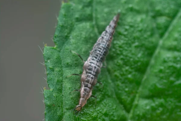 Close Shot Lacewing Larva — 스톡 사진