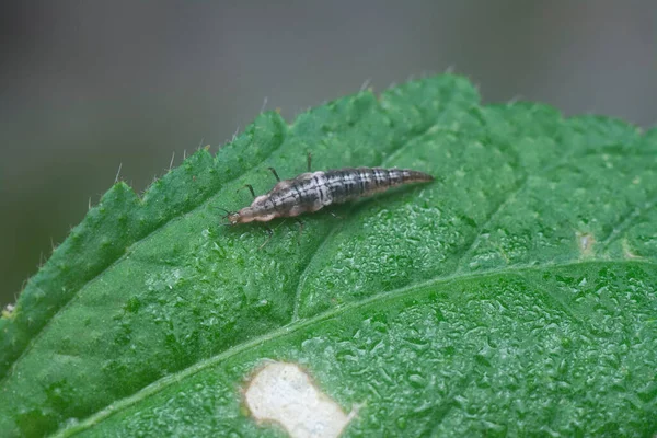 Close Shot Lacewing Larva — Stok fotoğraf