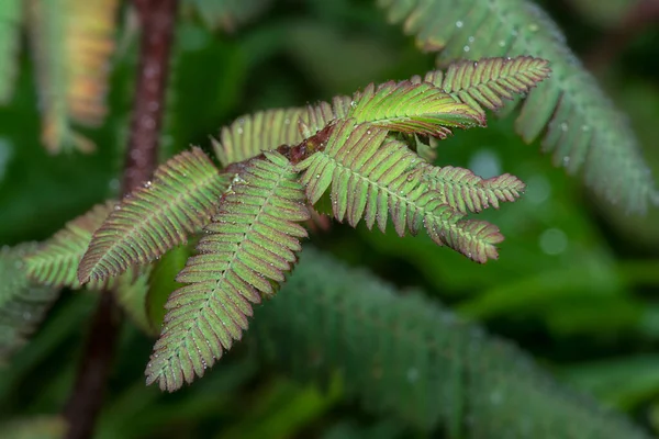 Close Shot Curly Pattern Leguminosae Pattern Leaves — Stock Photo, Image