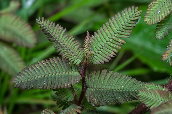 Close Shot Curly Pattern Leguminosae Pattern Leaves — Stok fotoğraf