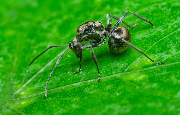 Black Polyrhachis Ant Resting Leaves — Foto de Stock
