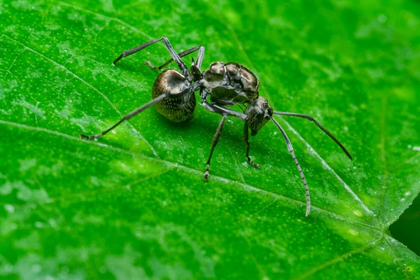 Black Polyrhachis Ant Resting Leaves — Fotografia de Stock