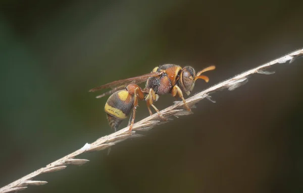 Primer Plano Disparo Abeja Avispa Papel — Foto de Stock