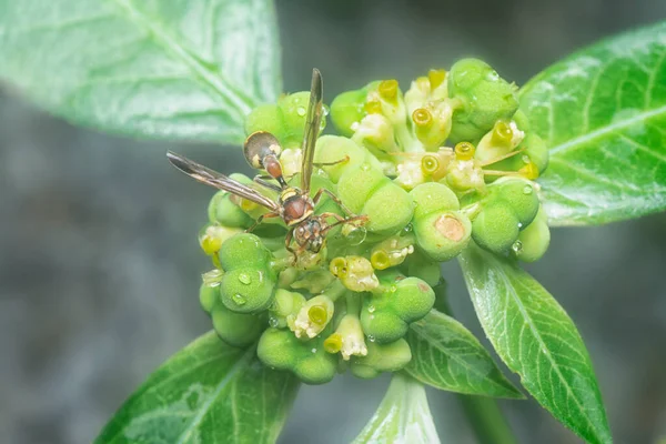 Close Shot Paper Wasp Bee — Stock Photo, Image