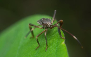 close shot of the Acanthocephala femorata