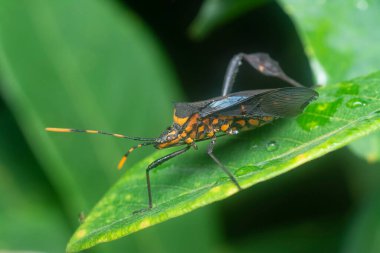 leptoglossus gonagra crawling around the creeping ivy gourd plant.