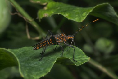 leptoglossus gonagra crawling around the creeping ivy gourd plant.