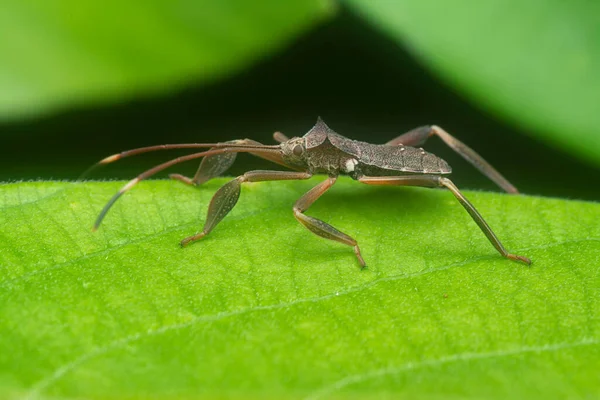 Close Shot Acanthocephala Femorata —  Fotos de Stock