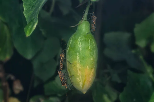 Leptoglossus Gonagra Ползает Ползучему Растению Тыквы Плюща — стоковое фото