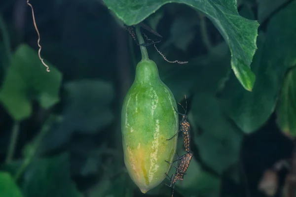 Leptoglossus Gonagra Crawling Creeping Ivy Gourd Plant — Stock Photo, Image