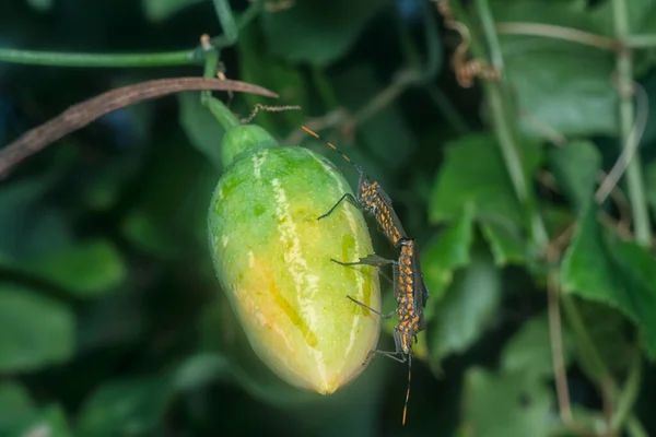 Leptoglossus Gonagra Σέρνεται Γύρω Από Την Υφέρπουσα Βελανιδιά Φυτό — Φωτογραφία Αρχείου