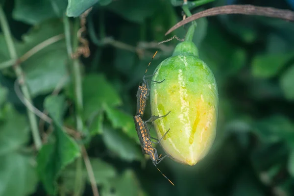 Leptoglossus Gonagra Crawling Creeping Ivy Gourd Plant — Fotografia de Stock