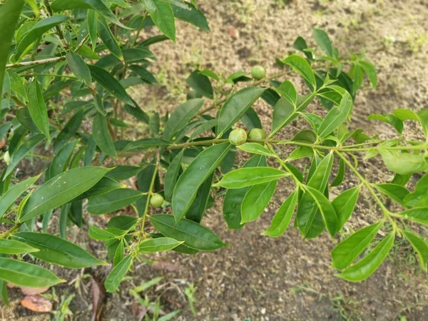 Young Phaleria Macrocarpa Growing Ground — Foto Stock