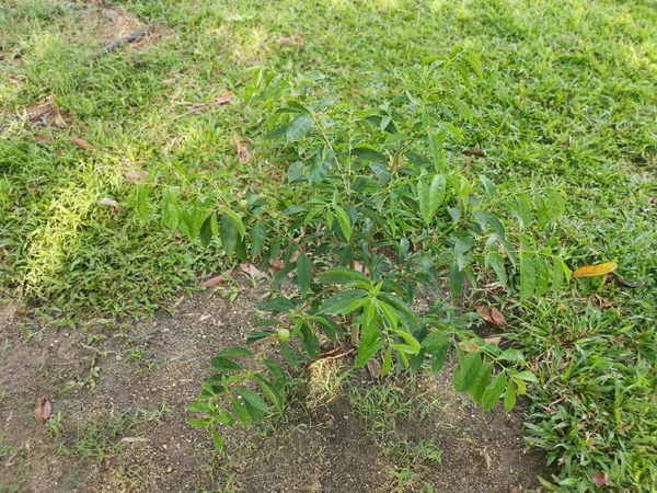 Young Phaleria Macrocarpa Growing Ground — Foto Stock