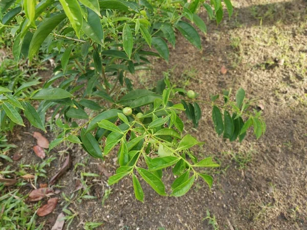 Young Phaleria Macrocarpa Growing Ground — Fotografia de Stock
